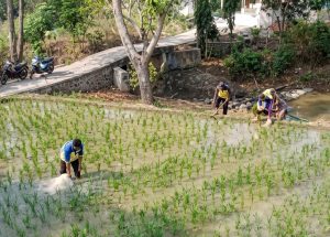 Waspada! Kekeringan Mengancam 300 Hektare Sawah Karawang